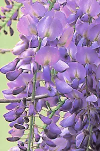 WISTERIA sinensis 'Prolific'