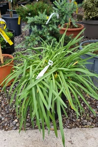 AGAPANTHUS 'Blue Storm' (And Varieties)