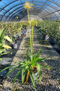 AGAPANTHUS umbellatus 'Albus'