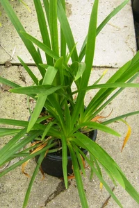 AGAPANTHUS umbellatus 'Ovatus'