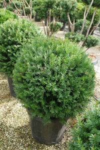 TAXUS baccata