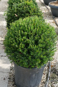 TAXUS baccata