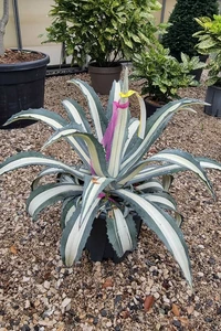 AGAVE americana 'Mediopicta'