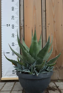 AGAVE gentryi 'Jaws'