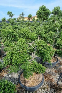 ILEX crenata 'Kinme'