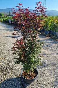 ACER palmatum 'Little Red'