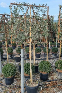 OLEA europaea