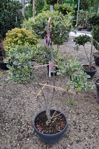 PHOTINIA x fraseri 'Pink Marble'