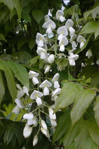 WISTERIA brachybotrys 'Shiro-kapitan'