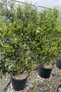 LIGUSTRUM japonicum 'Texanum'