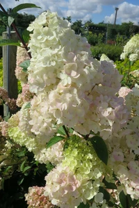 HYDRANGEA paniculata 'Sundae Fraise'