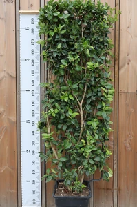 LIGUSTRUM japonicum 'Texanum'