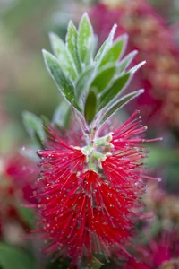 CALLISTEMON rugulosus