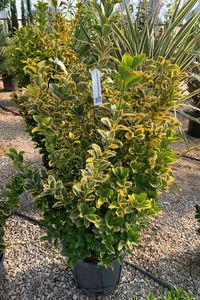 EUONYMUS japonicus 'Aureus'