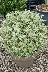 TEUCRIUM fruticans