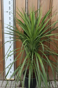 CORDYLINE australis