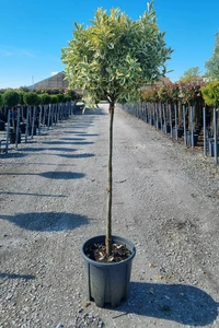 EUONYMUS japonicus 'Bravo'