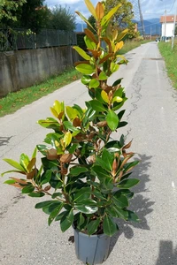 MAGNOLIA grandiflora 'Little Gem'