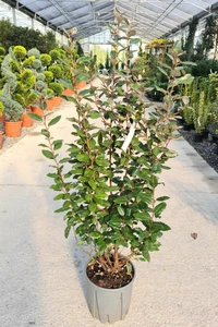 ELAEAGNUS x ebbingei 'Compacta'