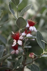 FEIJOA sellowiana