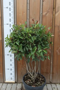 PHOTINIA x fraseri 'Red Robin'