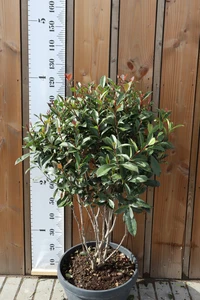 PHOTINIA x fraseri 'Carre Rouge'