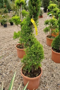 CUPRESSUS macrocarpa 'Goldcrest'