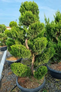 JUNIPERUS chinensis 'Spartan'