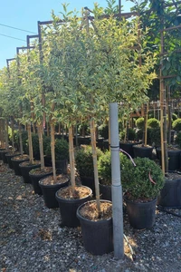 LIGUSTRUM lucidum 'Excelsum Superbum'