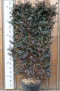 LOROPETALUM chinense 'Black Pearl'