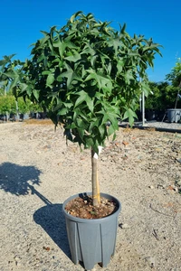 LIQUIDAMBAR styraciflua 'Gum Ball'