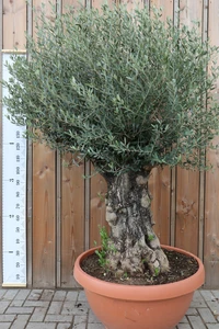 OLEA europaea