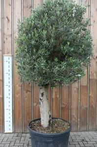 OLEA europaea