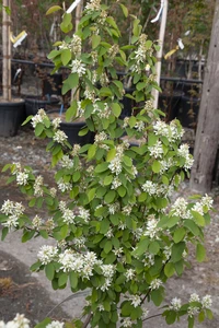 AMELANCHIER alnifolia 'Obelisk'