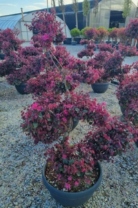 LOROPETALUM chinense 'Black Pearl'