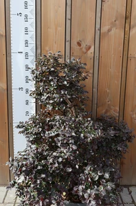 LOROPETALUM chinense 'Black Pearl'