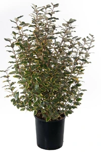 ELAEAGNUS x ebbingei 'Viveleg'