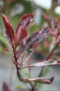 PHOTINIA x fraseri 'Pink Marble'