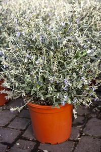 TEUCRIUM  Fruticans