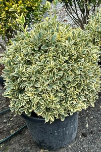 EUONYMUS japonicus 'Bravo'