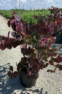 CERCIS canadensis 'Forest Pansy'