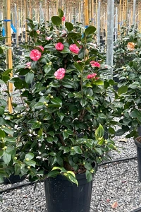 CAMELLIA japonica 'Bicolor'