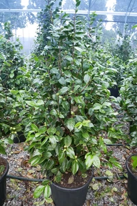 CAMELLIA japonica 'Bicolor'