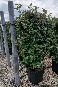 ELAEAGNUS x ebbingei