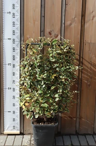 ELAEAGNUS x ebbingei 'Viveleg'