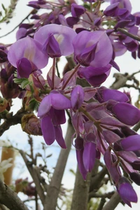 WISTERIA brachybotrys 'Iko Yama Fuji'