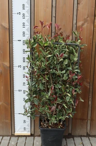 PHOTINIA x fraseri 'Pink Marble'