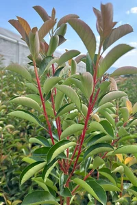 PHOTINIA x fraseri 'Red Light'