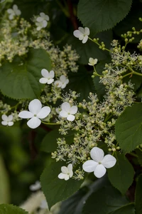 HYDRANGEA petiolaris