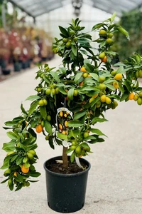 CITRUS japonica 'Nagami' KUMQUAT